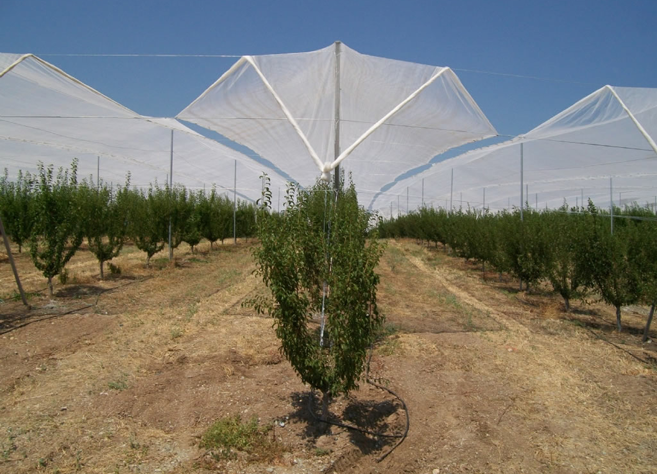 Bodur Elma Sistemleri